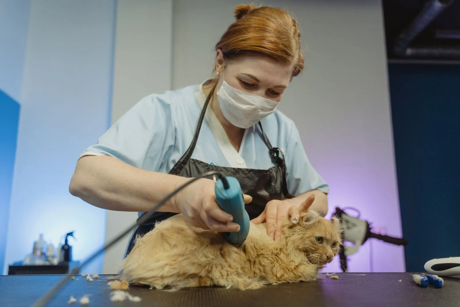 Signs Your Cat May Need Veterinary Care